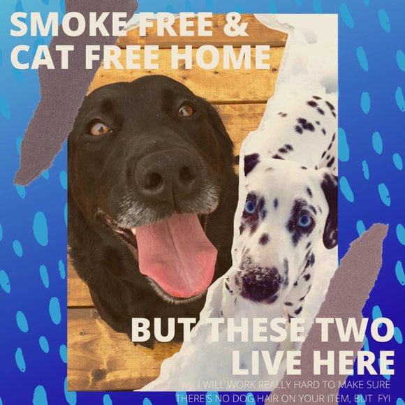 MEET MY DOGS - Picture 1 of 1